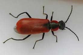 Attēlu rezultāti vaicājumam “Anthocomus rufus”