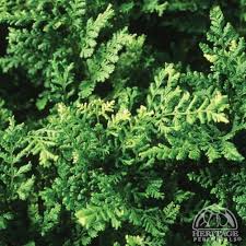 Attēlu rezultāti vaicājumam “Dryopteris dilatata”