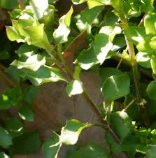Attēlu rezultāti vaicājumam “Stellaria crassifolia leaf”