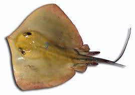 Image result for Dasyatis pastinaca