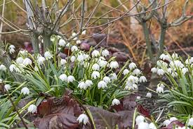 Attēlu rezultāti vaicājumam “Leucojum vernum var. carpathicum”