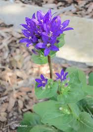 Image result for Campanula affinis