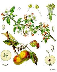 Attēlu rezultāti vaicājumam “Malus domestica”