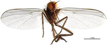 Attēlu rezultāti vaicājumam “Empididae”