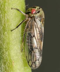 Attēlu rezultāti vaicājumam “Oncopsis sp.”