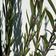 Attēlu rezultāti vaicājumam “Salix daphnoides subsp. acutifolia bud”