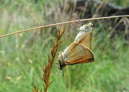 Attēlu rezultāti vaicājumam “Thymelicus sylvestris underside”