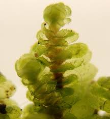 Attēlu rezultāti vaicājumam “Scapania undulata”