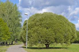 Attēlu rezultāti vaicājumam “Salix x fragilis”