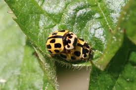 Attēlu rezultāti vaicājumam “Propylea quatuordecimpunctata”