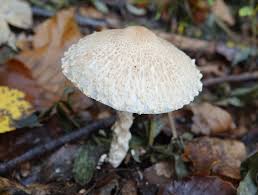 Attēlu rezultāti vaicājumam “Lepiota clypeolaria”