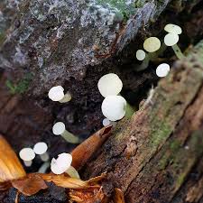 Attēlu rezultāti vaicājumam “Cudoniella acicularis”