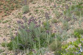 Image result for Ptilostemon afer