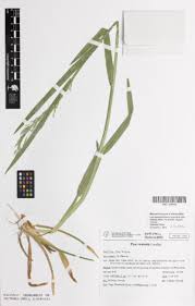 Attēlu rezultāti vaicājumam “Poa remota”