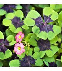 Attēlu rezultāti vaicājumam “Scilla siberica leaf”