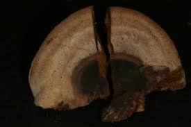 Attēlu rezultāti vaicājumam “Phellinus laevigatus”