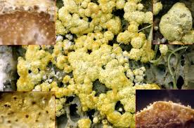 Attēlu rezultāti vaicājumam “Hypocrea pulvinata”