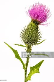 Attēlu rezultāti vaicājumam “Silybum marianum”