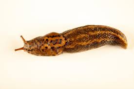 Attēlu rezultāti vaicājumam “Limax maximus”