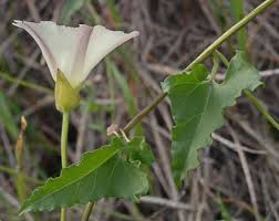 Attēlu rezultāti vaicājumam “Calystegia inflata leaf”