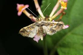 Attēlu rezultāti vaicājumam “Hadula trifolii”