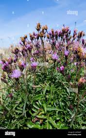 Attēlu rezultāti vaicājumam “Serratula tinctoria flower”