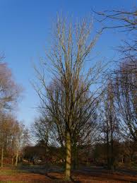 Attēlu rezultāti vaicājumam “Aesculus flava leaf”