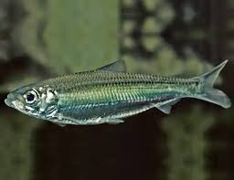 Image result for Alosa chrysochloris