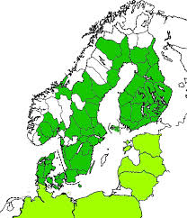 Attēlu rezultāti vaicājumam “Phyllobrotica quadrimaculata”