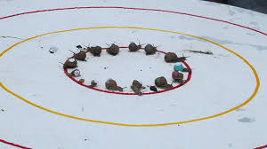 Image result for World Snail Racing Championships