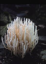 Attēlu rezultāti vaicājumam “Ramariopsis kunzei”