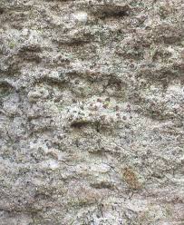 Attēlu rezultāti vaicājumam “Arthonia byssacea”