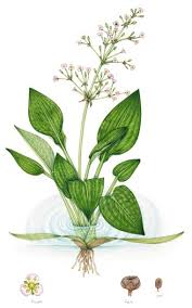 Attēlu rezultāti vaicājumam “Alisma plantago-aquatica flower”