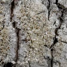 Attēlu rezultāti vaicājumam “Lecanora allophana”