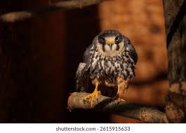 Attēlu rezultāti vaicājumam “Falco subbuteo adult”