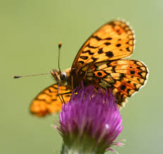 Attēlu rezultāti vaicājumam “Boloria eunomia upperside”