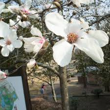 Attēlu rezultāti vaicājumam “Magnolia cylindrica”