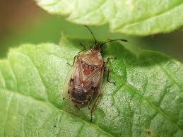 Attēlu rezultāti vaicājumam “Kleidocerys resedae”