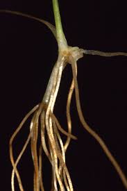 Attēlu rezultāti vaicājumam “Najas flexilis leaf”