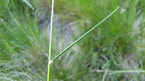 Attēlu rezultāti vaicājumam “Nardus stricta”