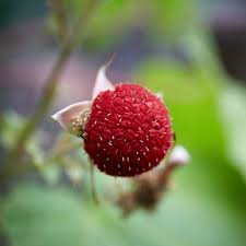 Attēlu rezultāti vaicājumam “Rubus parviflorus fruit”