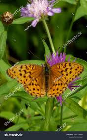 Attēlu rezultāti vaicājumam “Argynnis laodice underside”