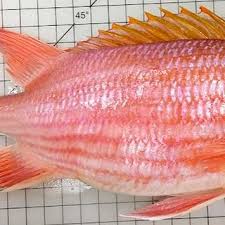 Image result for Holocentrus adscensionis