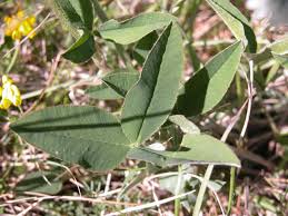 Attēlu rezultāti vaicājumam “Trifolium montanum leaf”