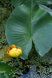 Attēlu rezultāti vaicājumam “Nuphar lutea”