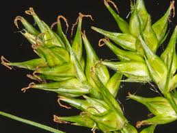 Attēlu rezultāti vaicājumam “Carex spicata”