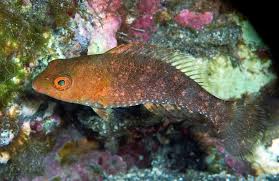 Image result for Sparisoma cretense