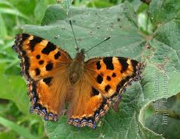 Attēlu rezultāti vaicājumam “Nymphalis polychloros upperside”
