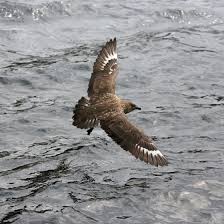 Image result for Stercorarius skua
