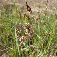 Attēlu rezultāti vaicājumam “Hierochloe odorata flower”